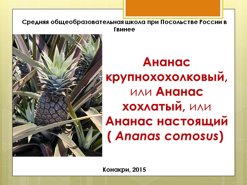 Ананас крупнохохолковый, или Ананас хохлатый, или Ананас настоящий ( Ananas comosus)   Конакри,